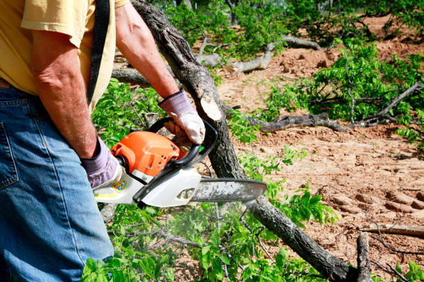 Why Choose Our Tree Removal Services in Crisfield, MD?